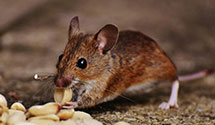 24 Hour & Emergency Exterminators in Blckberry Cty, WV
